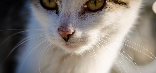 cute cat